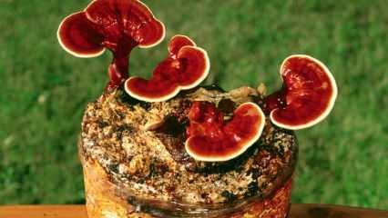 Vilka är fördelarna med reishi-svamp? Hur konsumerar jag reishi-svamp?