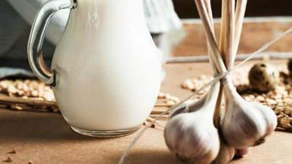Hur tillverkas vitlöksmjölk? Vad gör vitlöksmjölk? Vitlökstillverkning ...