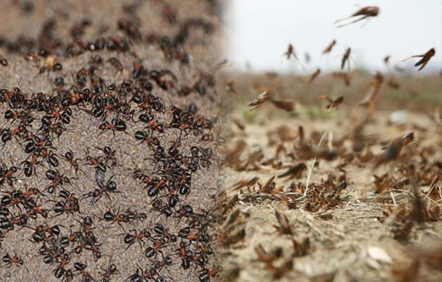 Var är myrinvasionen? Myrangrepp efter gräshopp angrepp