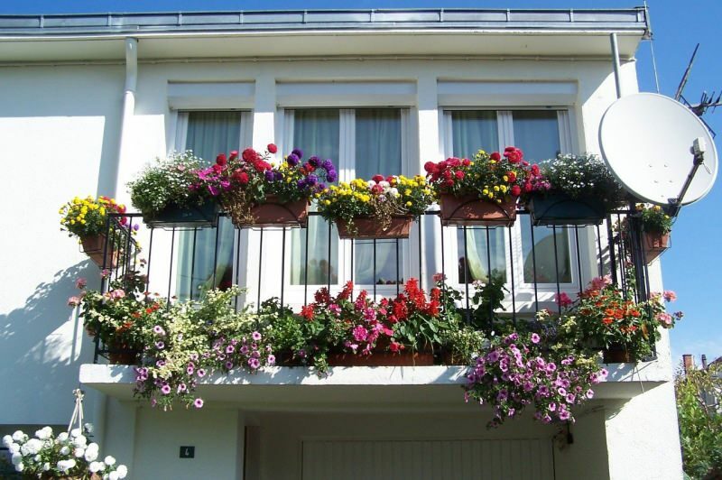 Förslag på balkongdekoration för vårmånaderna! Vårbjörn blommar namn
