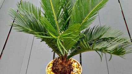 Hur odlar du palmer?