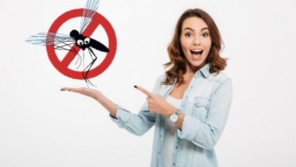 Vad görs för att förhindra att flugor kommer in i huset? Flyavstötande metoder ...