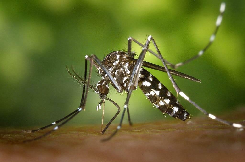 Aedes mygga