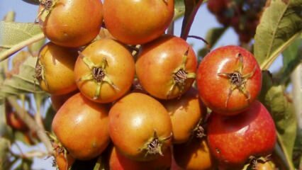 Vilka är fördelarna med hagtornsfrukt? Om du regelbundet konsumerar hagtornäger ...