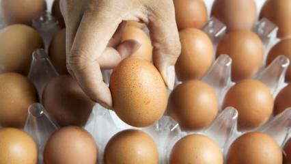 Praktiska råd för att hålla ägget färska